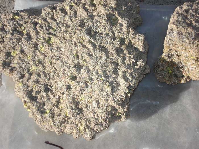Disseminated carnotite in sandstone in Argentina